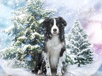 Christmas Collie Care Fund Collection